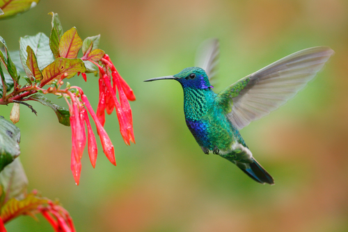 I want to be a bird photo