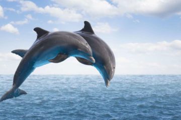 Dolphin Brain and The Struggle for Survival