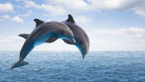 Dolphin Brain and The Struggle for Survival
