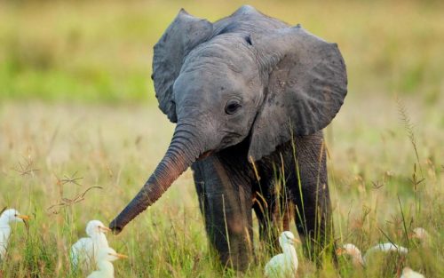 The Little Elephant Who Wants to Fly