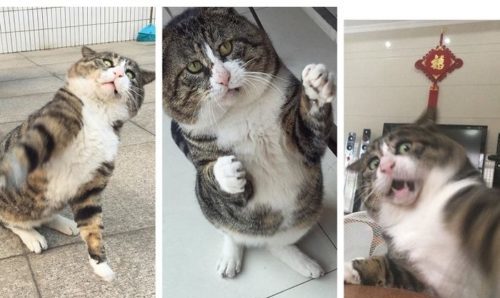 This Cat Is Going Viral for Being the Most Dramatic Creature of All Time