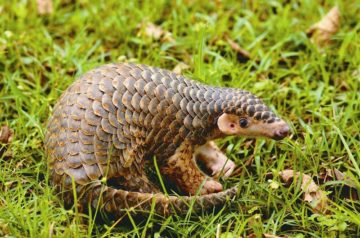 Do You Think Pangolins Are Cute?