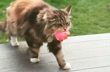 Cat Brings Flowers As A Gift To Neighbors Everyday