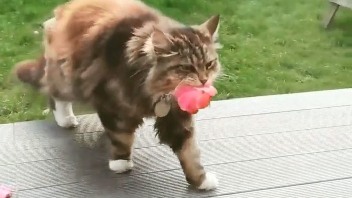 Cat Brings Flowers As A Gift To Neighbors Everyday
