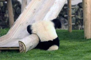 Why Are Pandas So Cute?