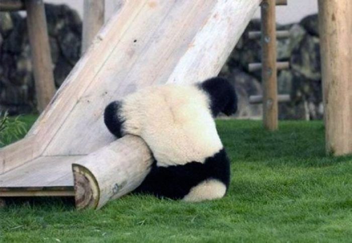 Why Are Pandas So Cute?