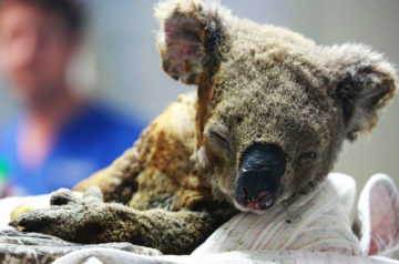 The Fire Victims Who Cannot Flee: Australian Koalas