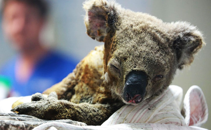 The Fire Victims Who Cannot Flee: Australian Koalas